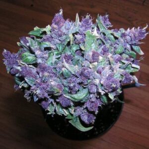 Buy Purple Haze Online in Maui